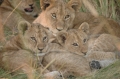 Trio of cubs 